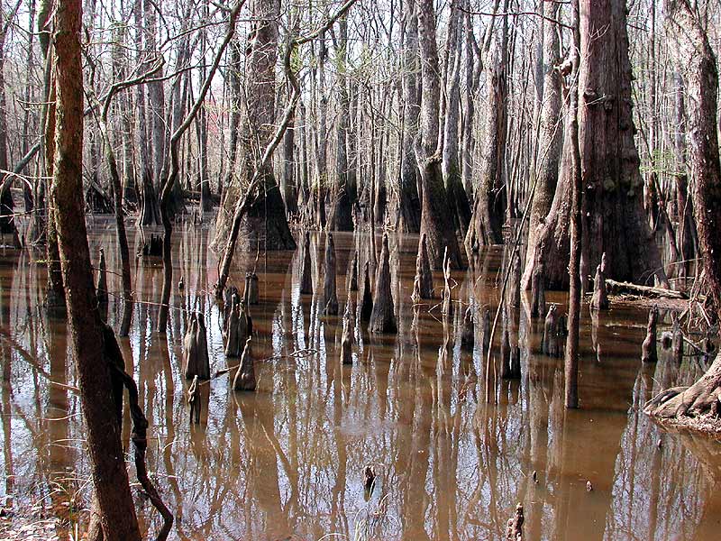 cypress-swamp1.jpg