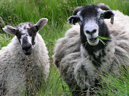 sheep and goatsehow com